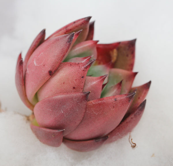 E. Honey Pink (L)