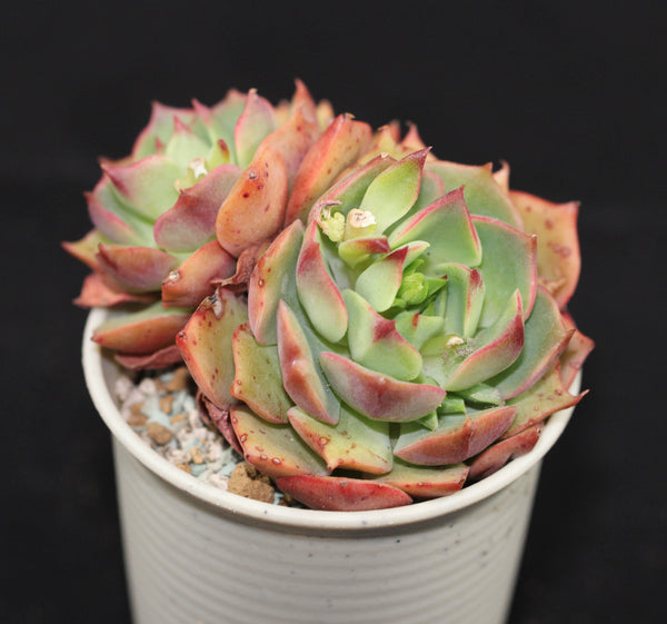 E. Ramillete