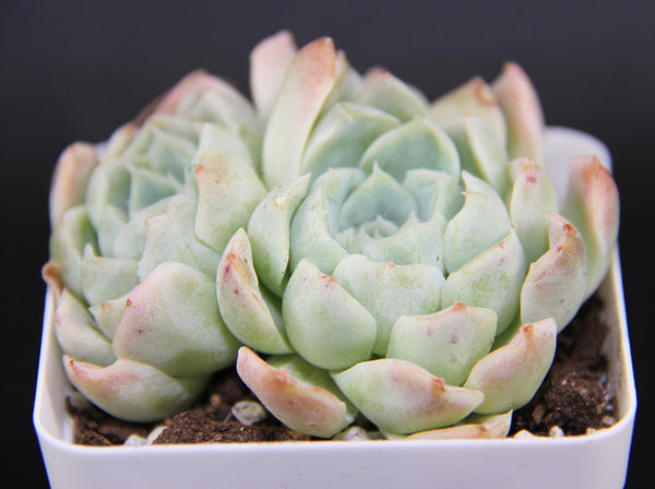 E. Hunghmillus