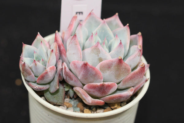 E. Larega