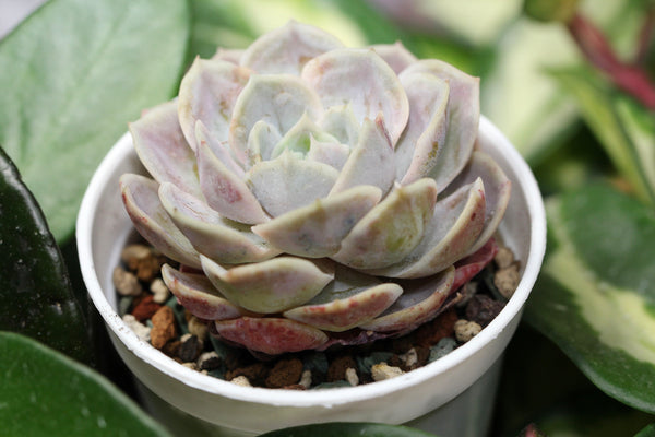 E. Blue Surprise