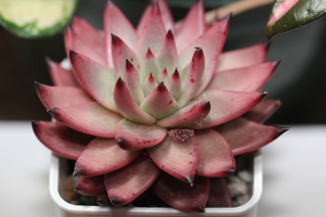 E.Amethyst