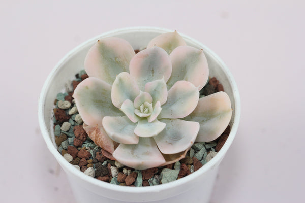 Echeveria agavoides Akaihosi