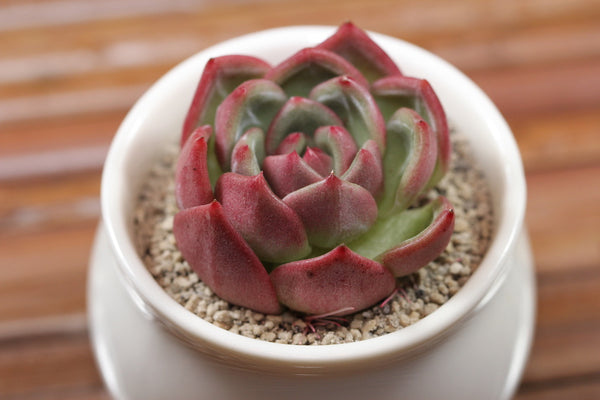 E. Pink Champagne