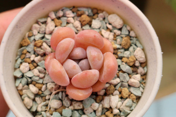 E. Monroe Queen (small)