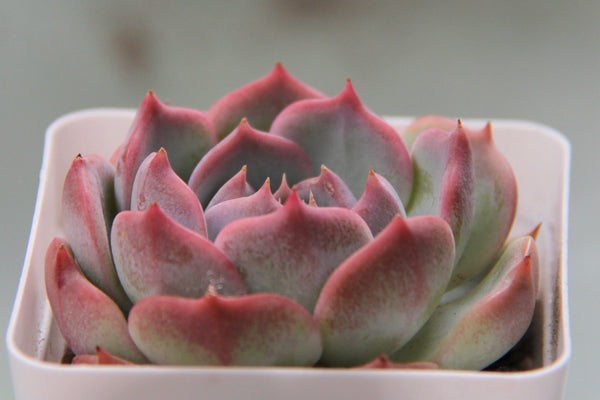 E. Rosanna (L)