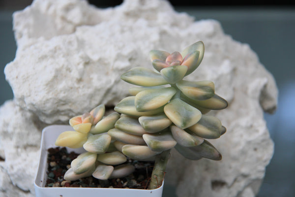 Graptoveria Titubans (variegata)