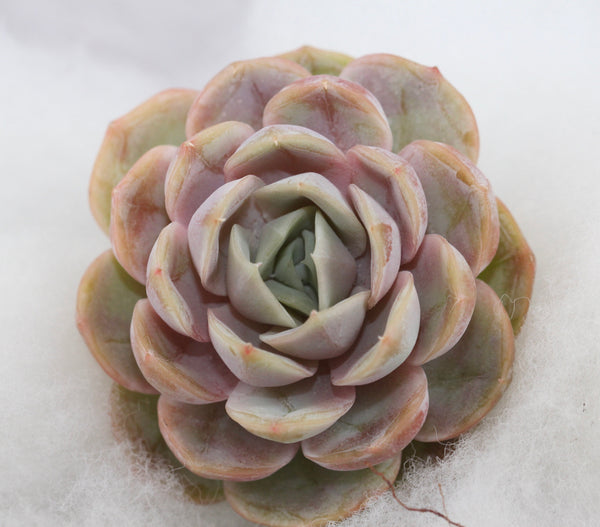 E. Blue Surprise