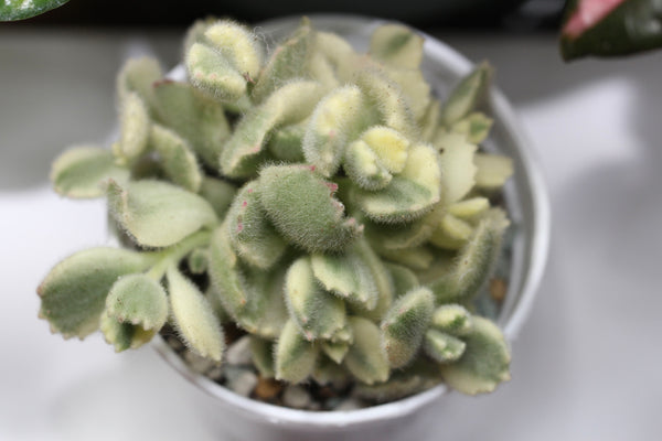 Cotyledon tomentosa f. variegata