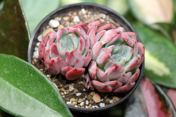 E. Cortes