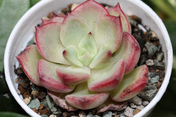 E. Sensation