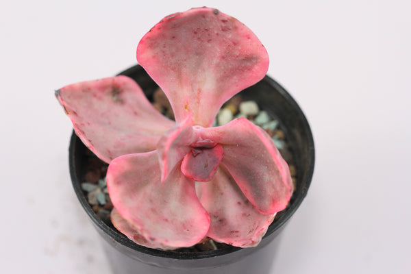 E. Golden State cv. variegata