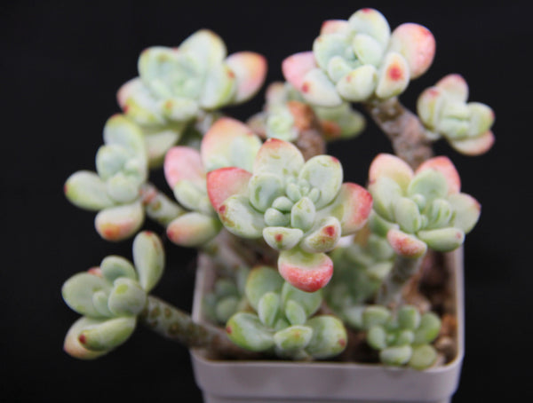 Sedum Clavatum