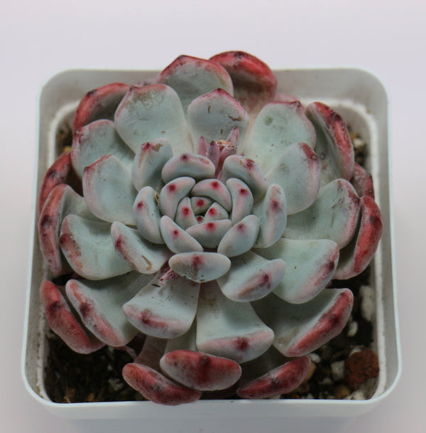 E. Viyant