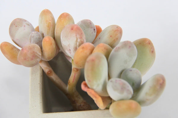 Pachyphytum ovefeum cv. momobijin