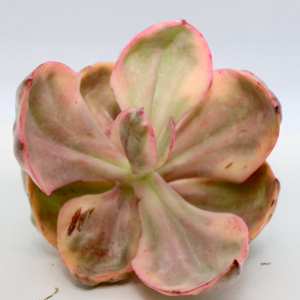 E.Golden State (variegated)