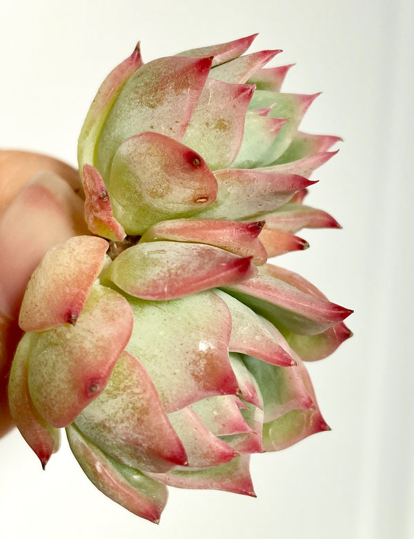 E. Agavoides Maria