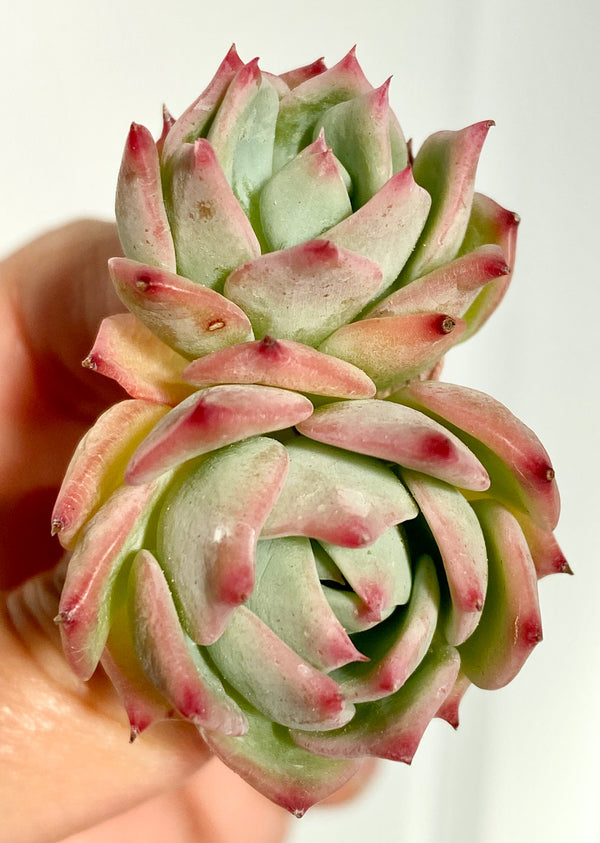 E. Agavoides Maria