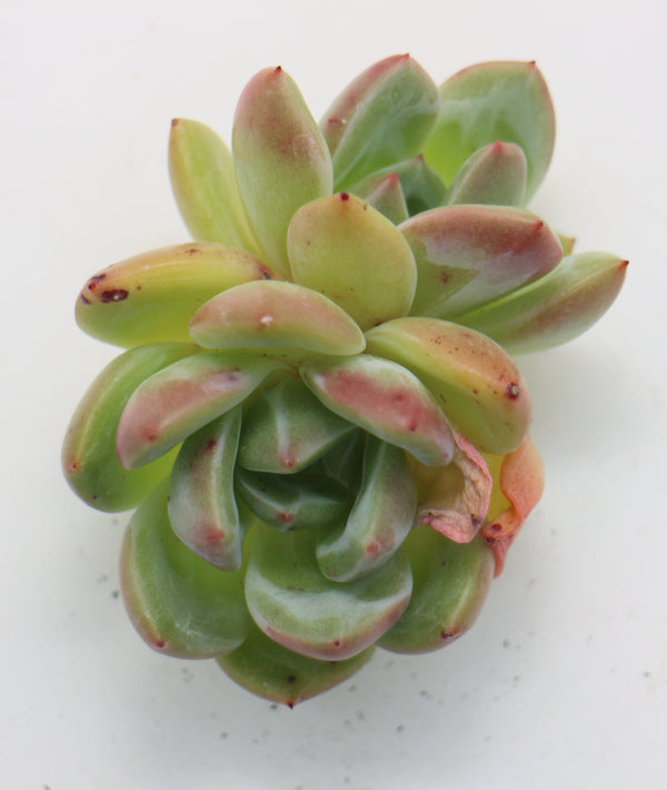 E. Champagne (double head)