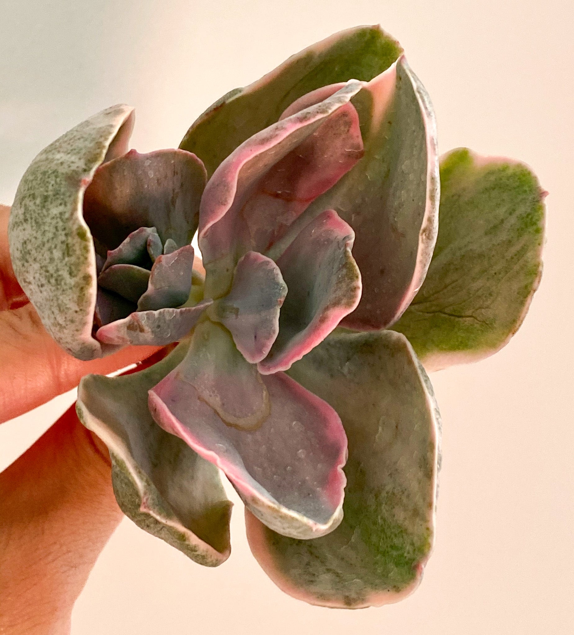 Echeveria gibbiflora Decora