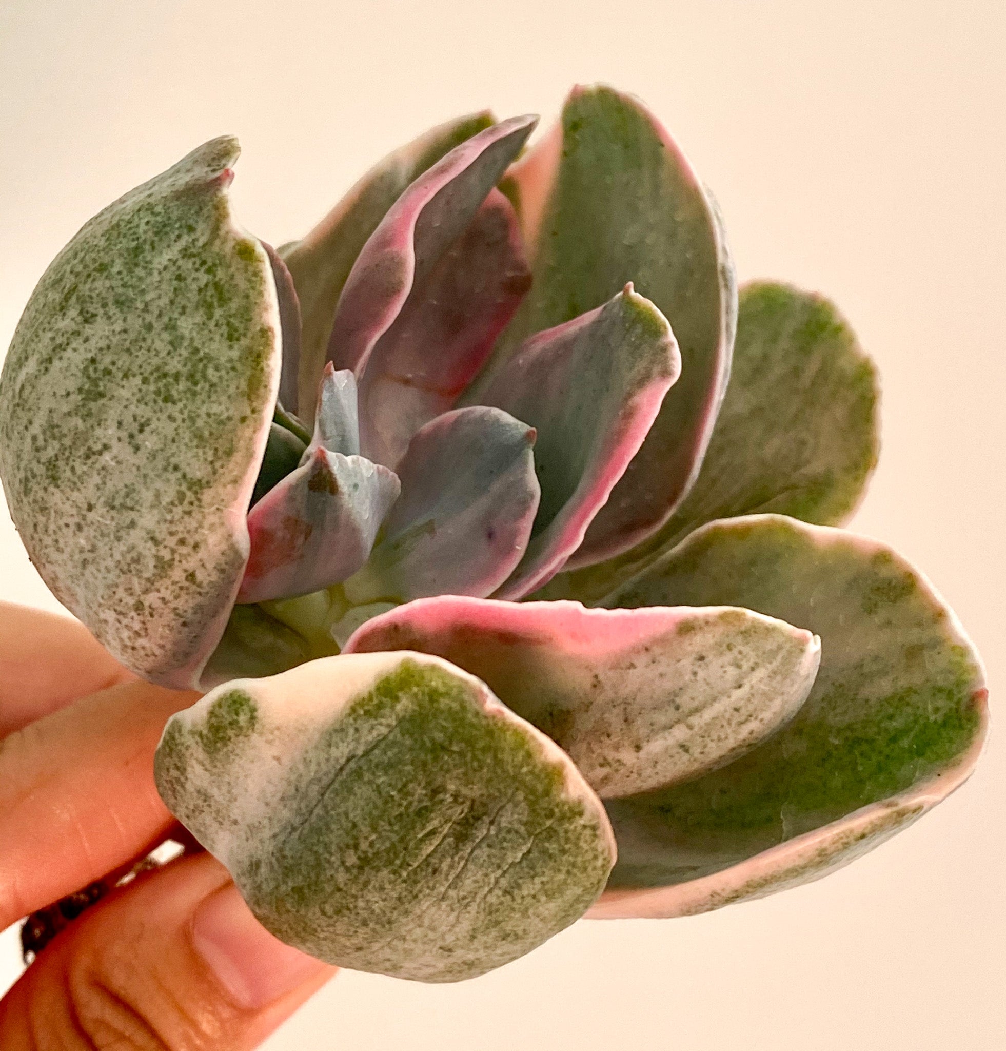 Echeveria gibbiflora Decora