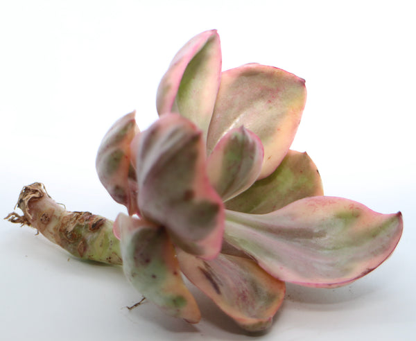 E.Golden State (variegated)