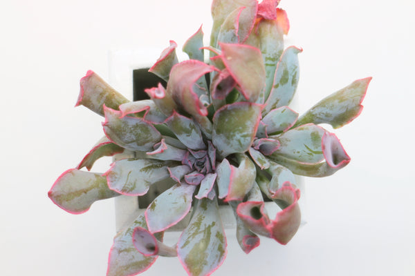 Echeveria Pinky cv Trumpet