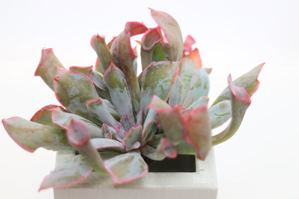 Echeveria Pinky cv Trumpet