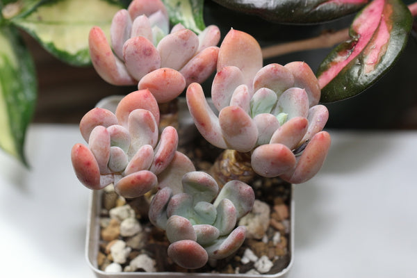 E. Rolypoly (cluster)