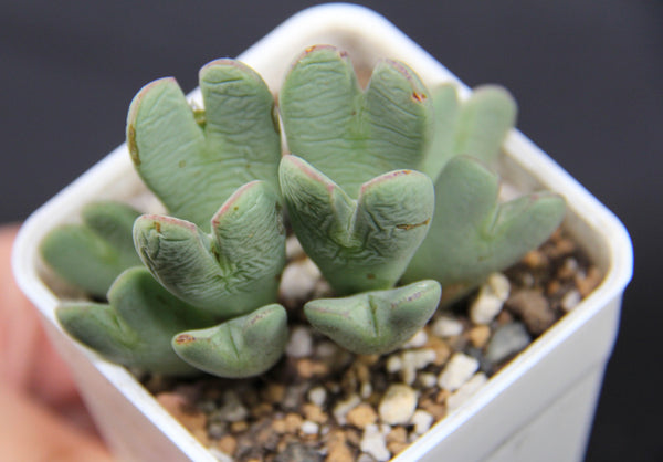 Conophytum Bilobum