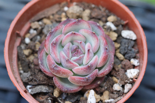 E. Marcel