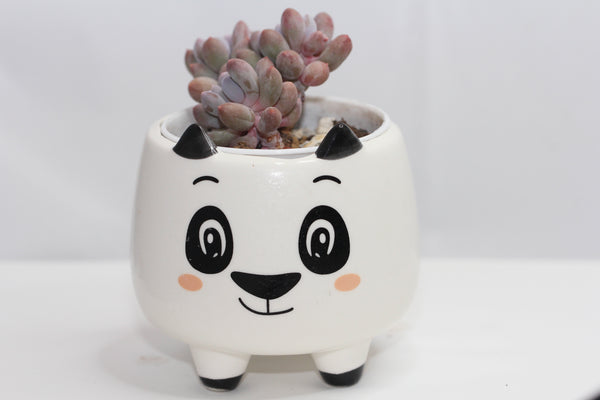 Animal Planters