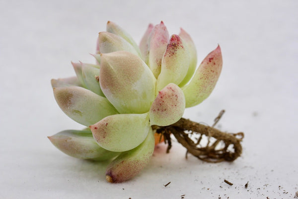 E. Iceberg
