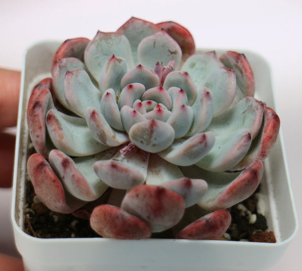 E. Viyant