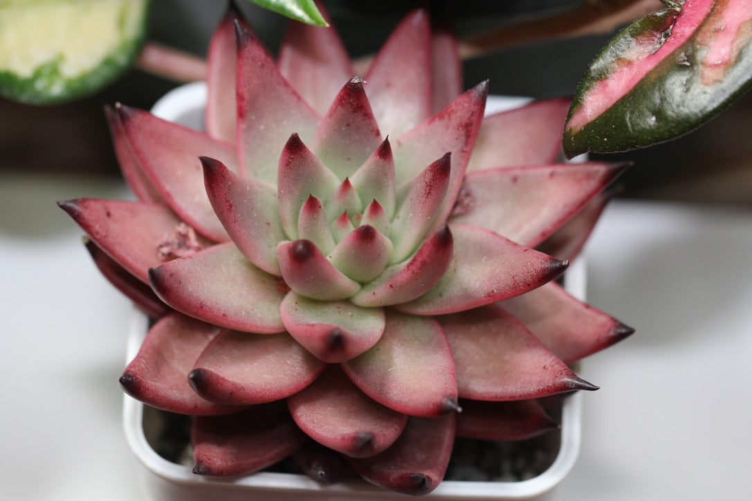 E.Amethyst