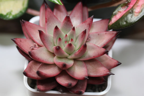 E.Amethyst