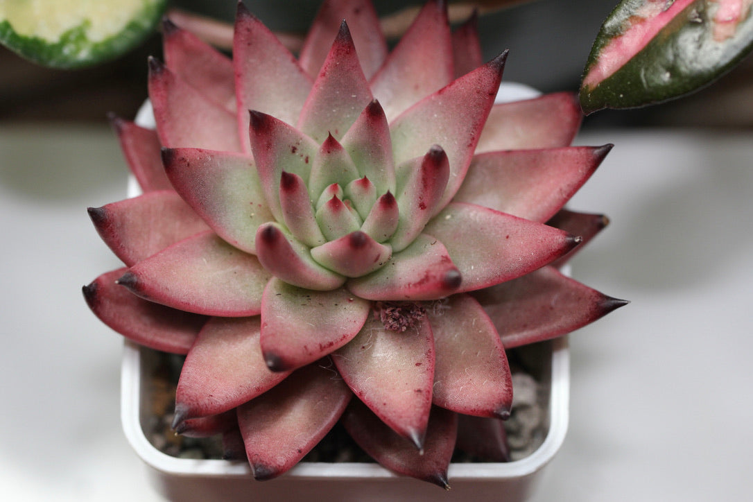 E.Amethyst