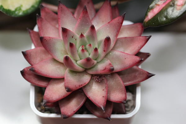 E.Amethyst