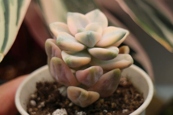Graptoveria Titubans (var.)