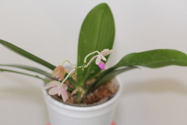 Phal. Javalin