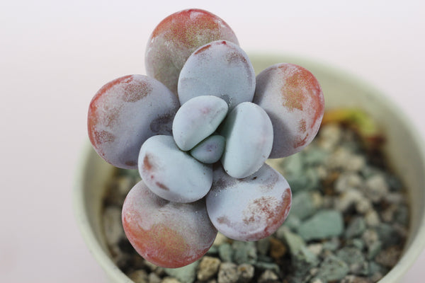 Pachyphtym Cuicatecanum