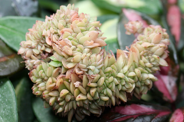 Graptoveria Gilva crista
