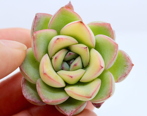 Fiesta (variegated) - very rare