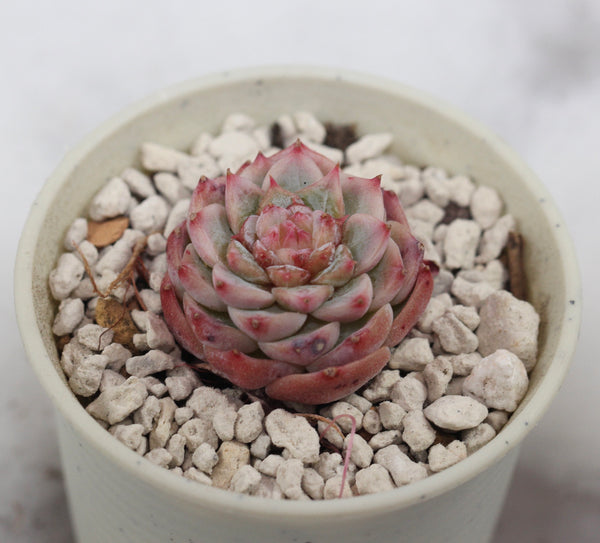 E. Red Velvet