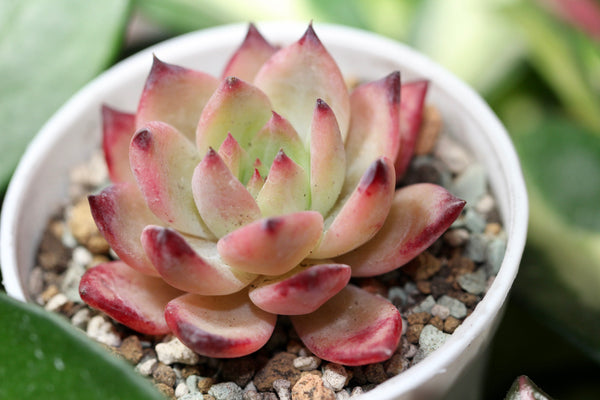 E. Colorata