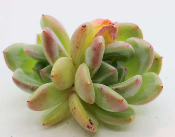 E. Champagne (double head)