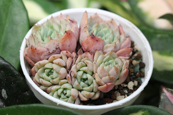 E. Violetta (cluster)