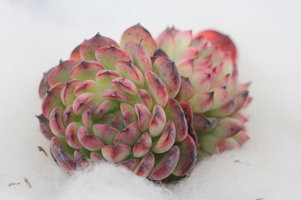 E. Marcel
