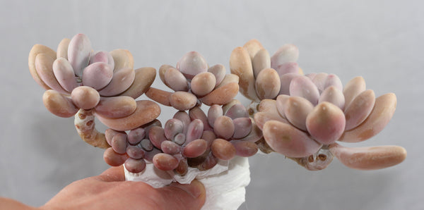 Gratopetalum Amethystinum