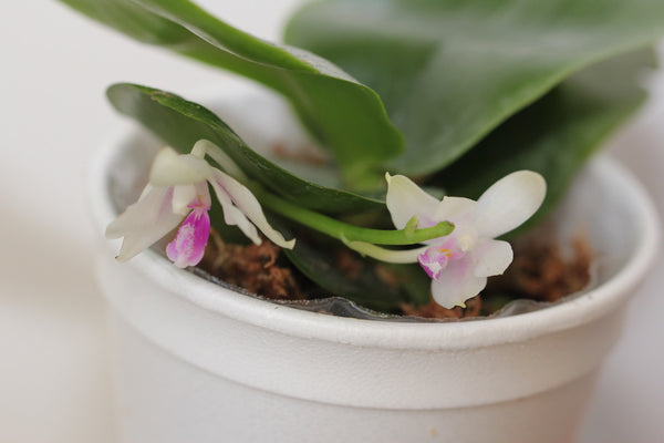 Phal Fimbriata